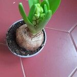 Hyacinthus orientalisFlor