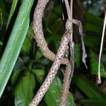 Anthurium friedrichsthalii പുറംതൊലി