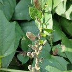 Thunbergia grandiflora फल