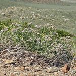 Phacelia ramosissima Агульны выгляд