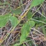 Vigna vexillata Folha