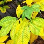 Aesculus parviflora Hoja