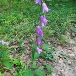 Campanula rapunculoidesFlower