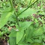 Lobelia inflata Leaf