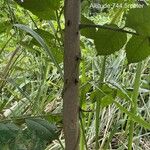 Zanthoxylum rhoifolium Bark
