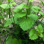 Alliaria petiolata Blatt