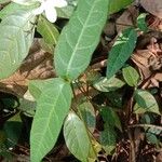 Pseuderanthemum latifolium Blatt