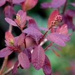 Cotinus coggygria ഇല