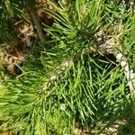 Pinus banksiana Лист