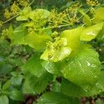 Smyrnium perfoliatum Flower
