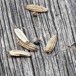 Astrantia major その他の提案