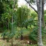 Archontophoenix alexandrae Leaf