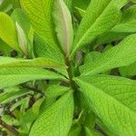 Euphorbia grantii Liść