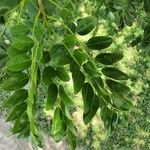 Cordyla africana Leaf