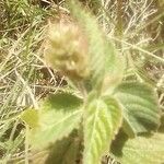 Acalypha aristata Hoja
