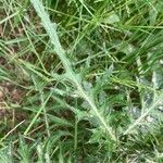 Cirsium palustre পাতা