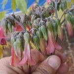 Kalanchoe delagoensis Кветка