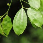 Celtis prantlii Hoja