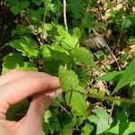 Mitella diphylla Folha