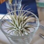 Tillandsia ionanthaList