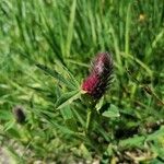 Trifolium rubens Kukka