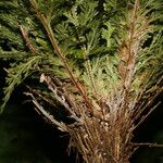 Selaginella pallescens Ліст