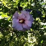 Hibiscus syriacusFlor