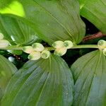 Polygonatum latifolium Květ