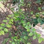 Nyctanthes arbor-tristis পাতা