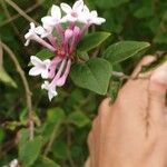 Syringa pubescens Blomma