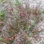 Juncus bulbosus 葉