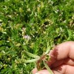 Astragalus pelecinus Frucht