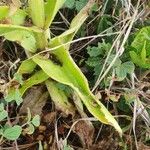 Kalanchoe lanceolata Blatt