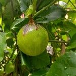 Passiflora edulis Owoc