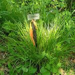 Carex cephalophora Агульны выгляд