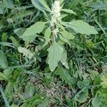 Chenopodium ficifolium List