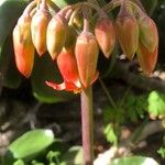 Cotyledon orbiculataFlower