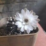 Gymnocalycium anisitsii Flower