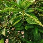 Hydrangea arborescens Floare