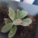 Kalanchoe tomentosa 葉