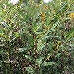 Doellingeria umbellata Hoja