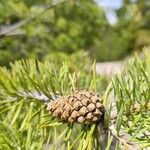 Pinus banksiana Fruto