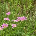 Sabatia campestris Flower