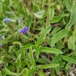 Echium arenarium Leaf