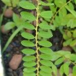 Phyllanthus niruri 葉