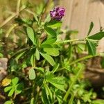 Trifolium usambarense Листок