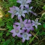 Romulea ligustica 花
