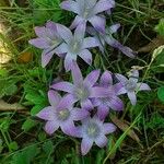 Romulea ligustica Flor