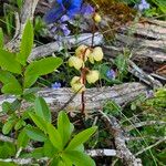 Pyrola chlorantha Flor