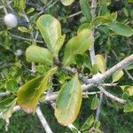 Gardenia volkensii Blatt